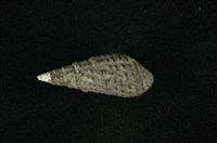 藏品(結節蜷)的圖片
